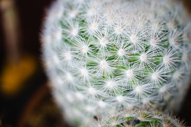 istock Close-up of cactus spines 2162634365