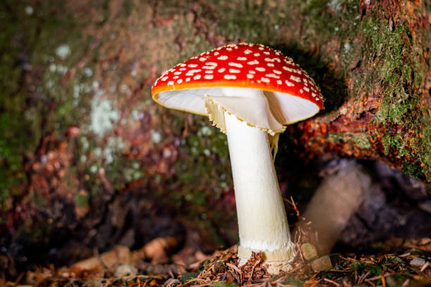 istock Close-up of a fly agaric growing in the forest. 2162634736