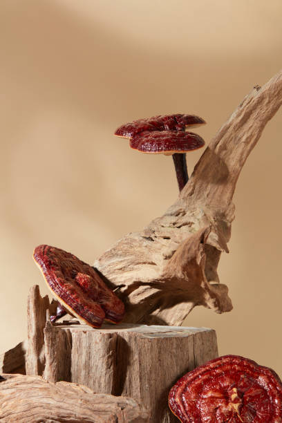 istock LINGZHI MUSHROOM 2162636102