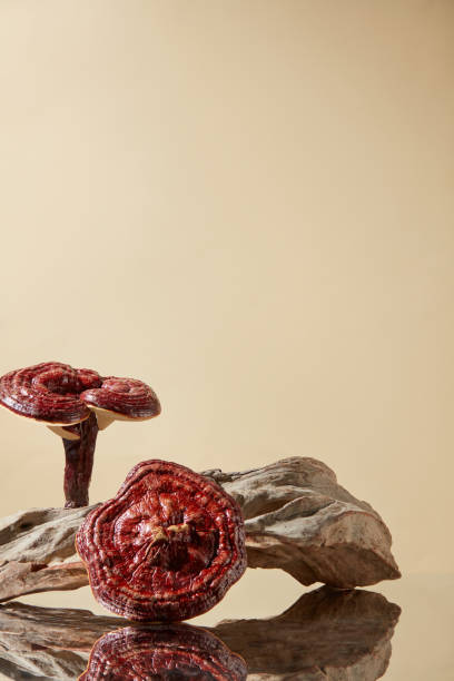 LINGZHI MUSHROOM