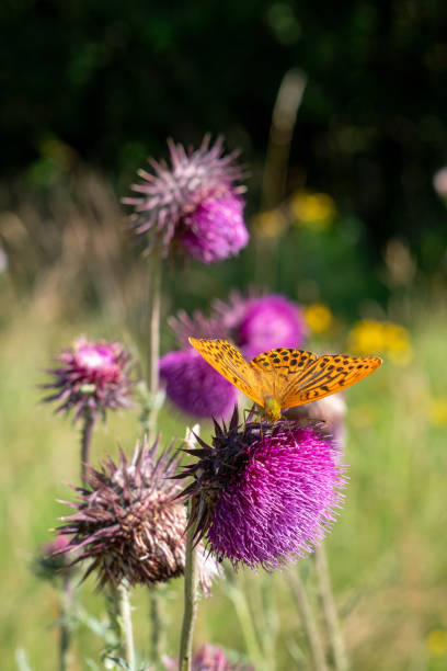 istock Silver-washed fritillary on nodding thistle 2162637098