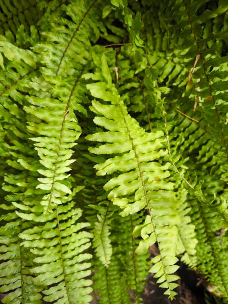 istock Eco wall. Organic natural background 2162637243