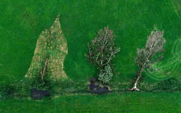 istock Tree on a green meadow, creativity wildlife background 2162638709