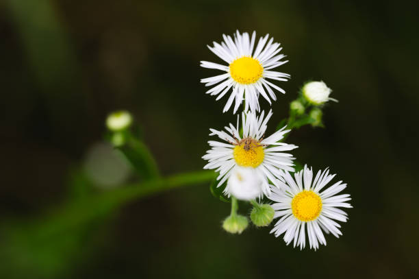 white daisies with yellow centers in focus