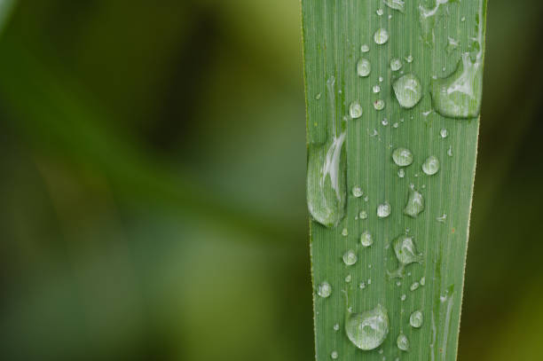istock water droplets on a green leaf 2162639433