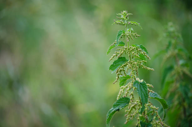 green nettle plants with flowers