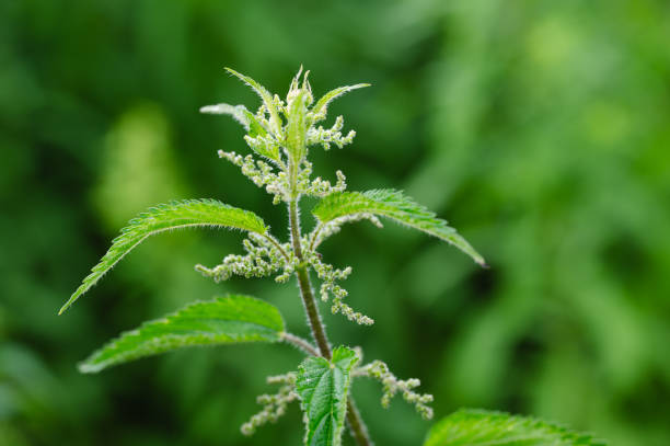 istock green nettle plants with flowers 2162639460