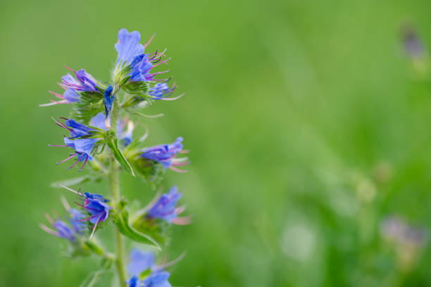 blue wildflowers against a soft green background