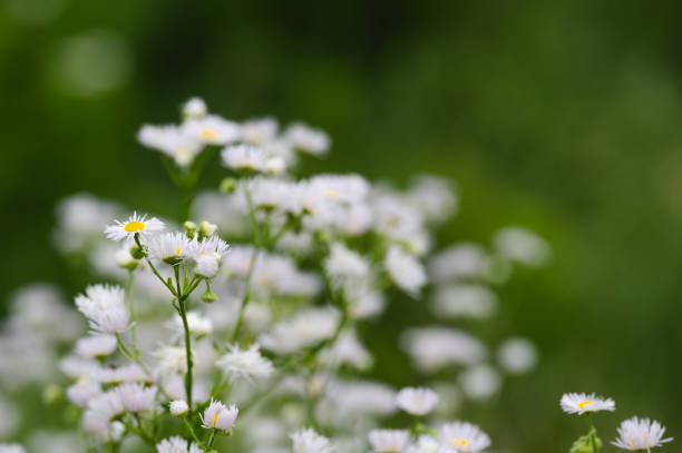 white daisies with yellow centers in focus