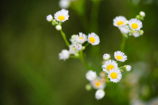 white daisies with yellow centers in focus