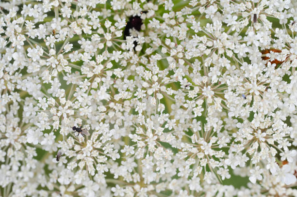 white Queen Anne's lace flower against green background