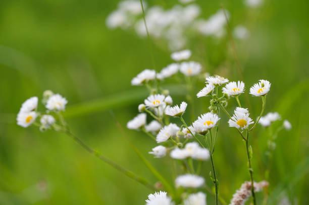 white daisies with yellow centers in focus