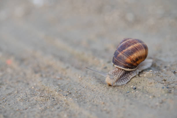 snail crawling on gravel path