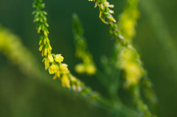 yellow wildflower against a soft green backdrop