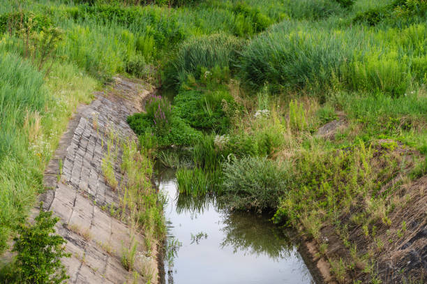 lush greenery along a serene water canal