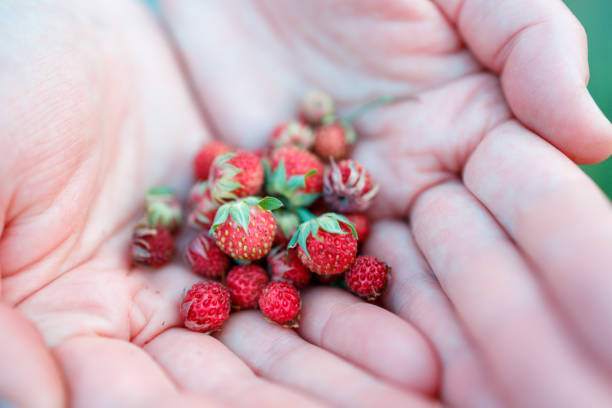 A hand holding a bunch of red strawberries. The hand holds strawberries and berries