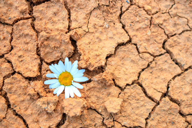 istock A daisy flower on the ground with cracks. clay earth with cracks and chips 2162639781