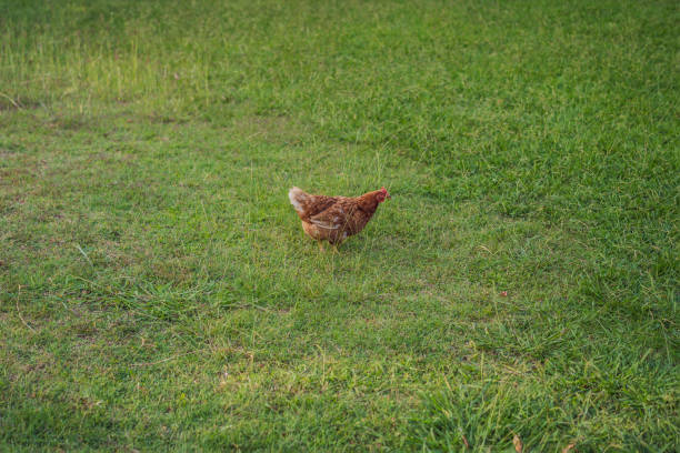 A free range chicken amongst a crop of sunflowers