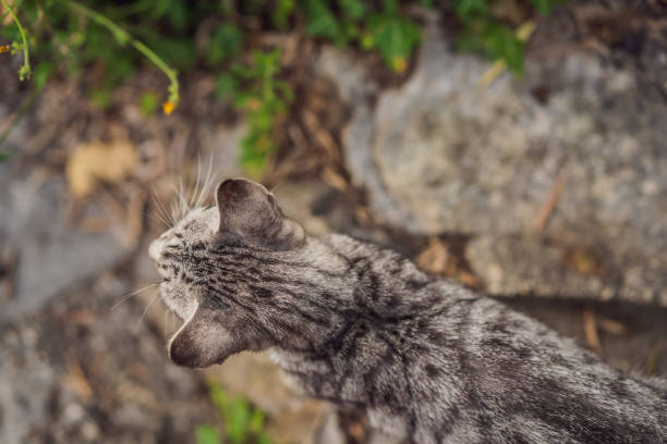 Playful stray cat is jumping on the street.