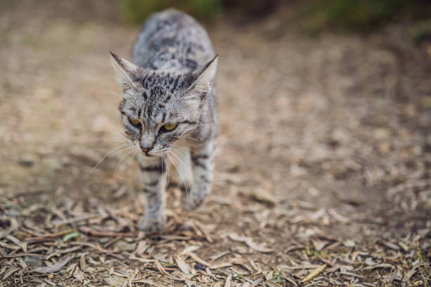 istock Gray cat walking outside on a summer day 2162642231