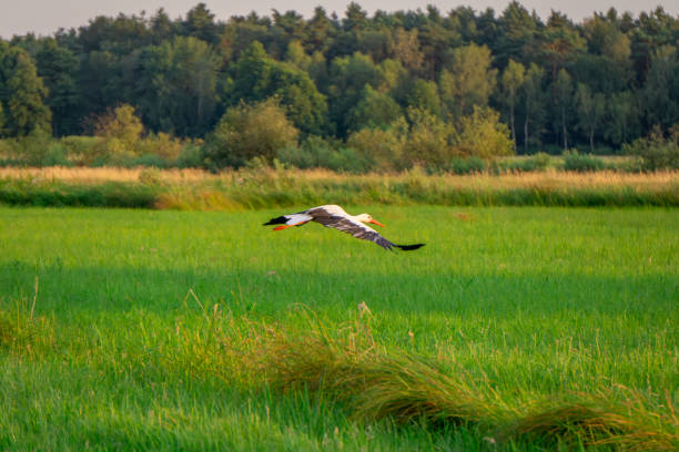 istock wild bird stork in flight, stork taking off for flight, stork flying over green meadows and fields in summer in the countryside. 2162642609