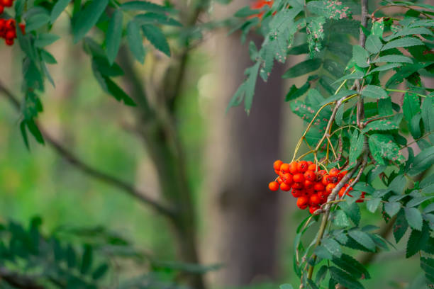 rowan flowers, orange rowan growing in the forest