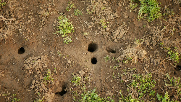 istock Field vole common burrow soil closeup Microtus arvalis disaster burrowing earth extremely handheld attacked ground alfalfa Medicago sativa lucerne plant violet infested by short-tailed pest Europe 2162643273