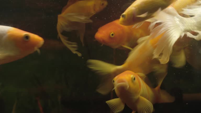 Koi Fish Swimming in a Pond