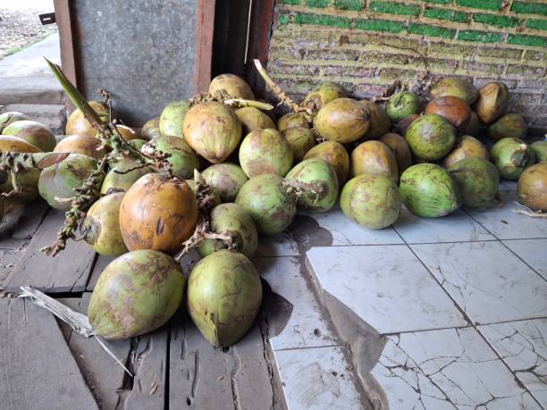 istock young coconuts, intact coconuts, coconut warehouses, coconut storage areas 2162645027