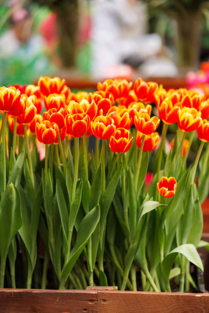 Bright orange tulips arranged in a vibrant and eye-catching floral display, perfect for adding a pop of color