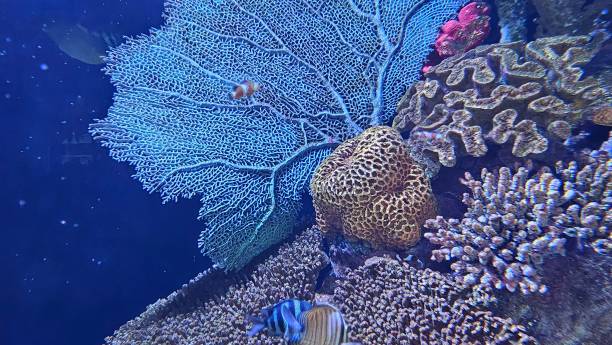 istock beautiful coral in an aquarium 2162648638