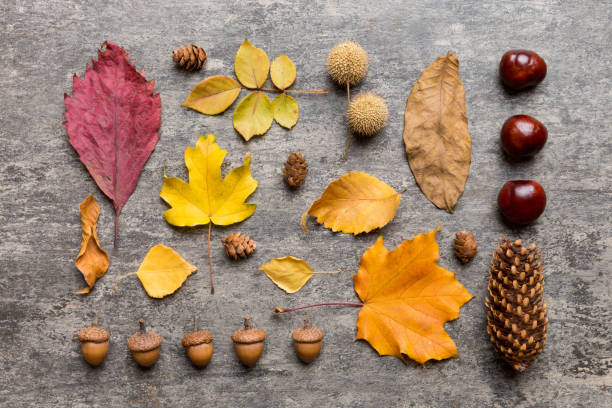 istock Autumn composition. Pattern made of dried leaves and other design accessories on table. Flat lay, top view 2162648994