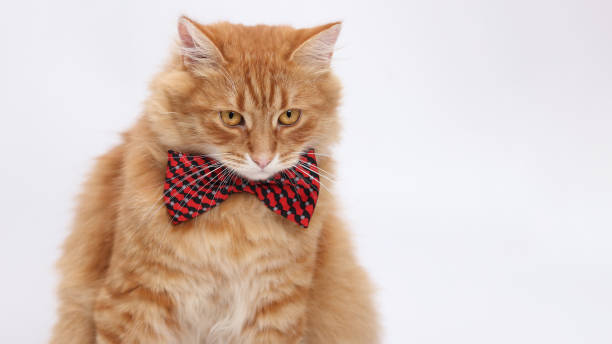 istock Orange cat wearing red bow tie 2162649687
