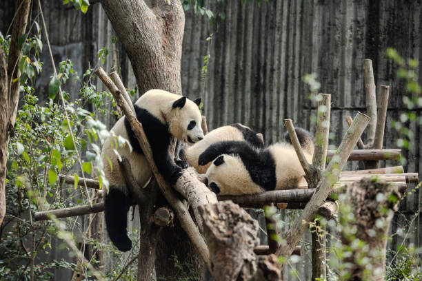 istock Two Pandas Playing on a Tree Branch in a Forest 2162649759