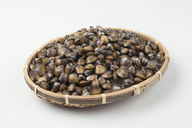 istock Clams with clams and clams. 2162649991