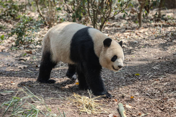 A panda is walking in the forest