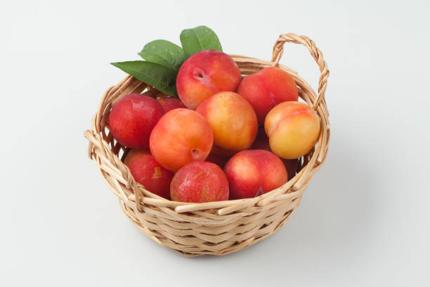 The fruit of the plum tree. It is a little larger than an apricot, the skin surface is smooth and hairless, and the taste is sour and sweet.
