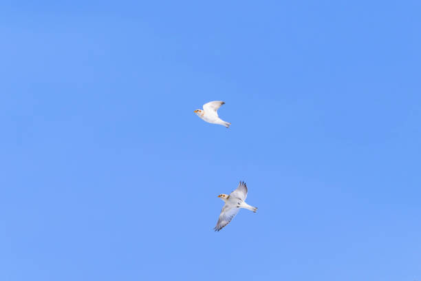 Snow Bunting flight