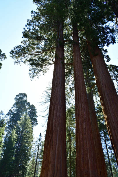 istock Kings Canyon National Park 2162653124