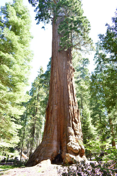 istock Kings Canyon National Park 2162653290
