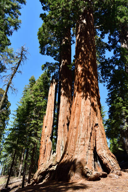 istock Kings Canyon National Park 2162653412