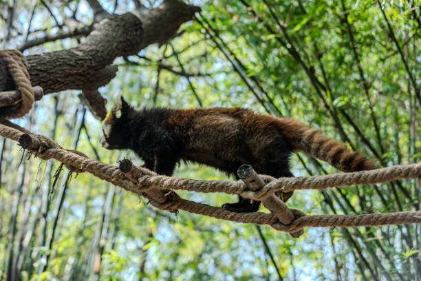 istock Red panda walking on a rope in a zoo 2162654400