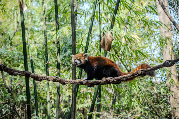 Red Panda Rope Bridge 830+ Cute Panda Bear Climbing Tree Stock Photos, Pictures & Royalty ...