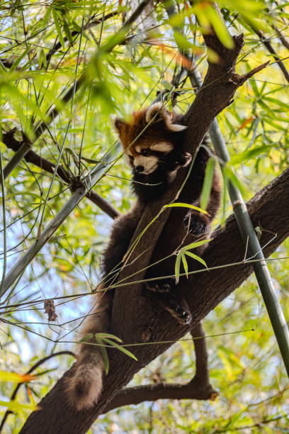 Red Panda Resting On Branch In Bamboo Forest