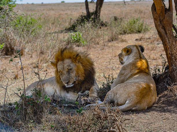 istock Nairobi National Park 2162654936
