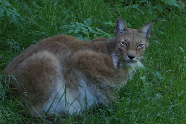 istock Aran Park, Bossost, Val d’Aran : lynx 2162655041