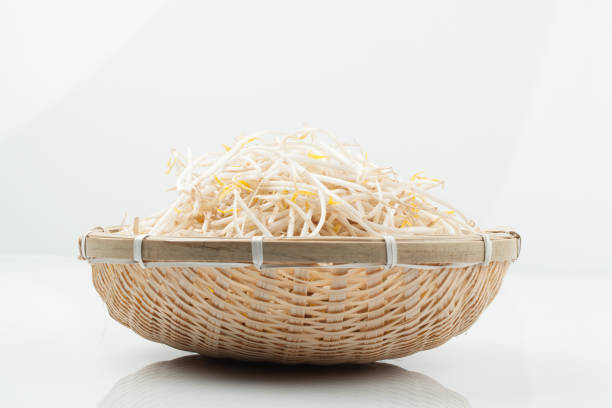A vegetable that sprouts mung beans by putting them in a bowl and adding water.