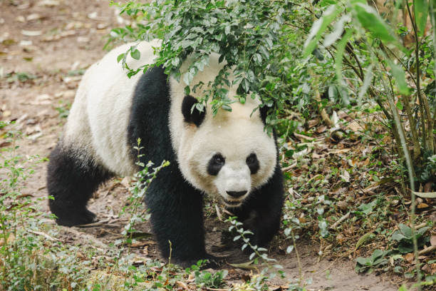Giant Panda Walking Through Green Foliage