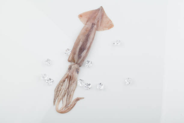 A term collectively referring to some species of the Mollusca phylum Cephalopod order Cuttlefish and Cuttlefish order. It has five pairs of legs on its head, and catches prey with the suckers on one pair of tentacles.