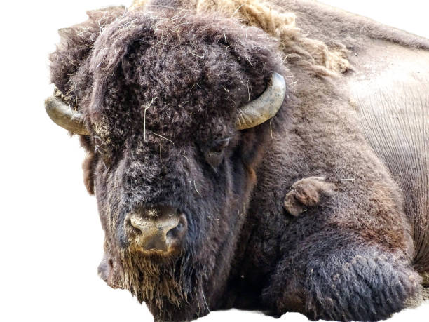 istock The head of an American bison 2162657257